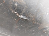 Бампер Mercedes Sprinter 2006-2018 20664735 #4